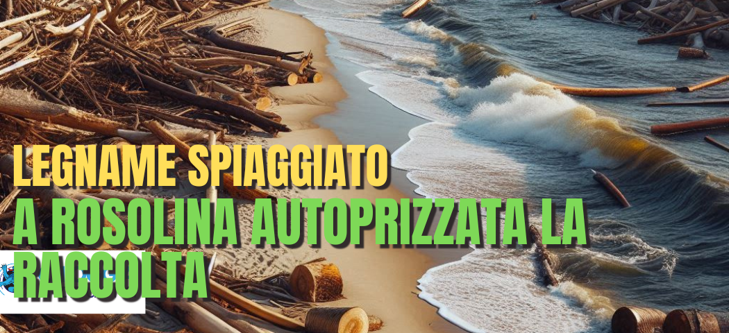 ROSOLINA, AUTORIZZATA LA RACCOLTA DELLA LEGNA DALLA SPIAGGIA